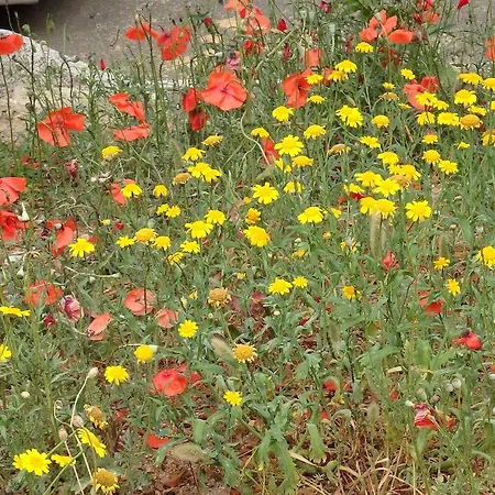 דירה Cite Du Sel פורטו-וישיו