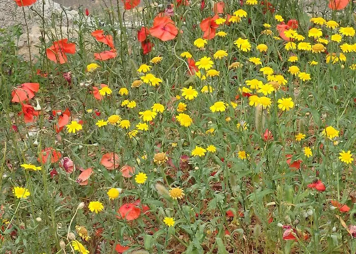 公寓 Cite Du Sel 维琪奥港